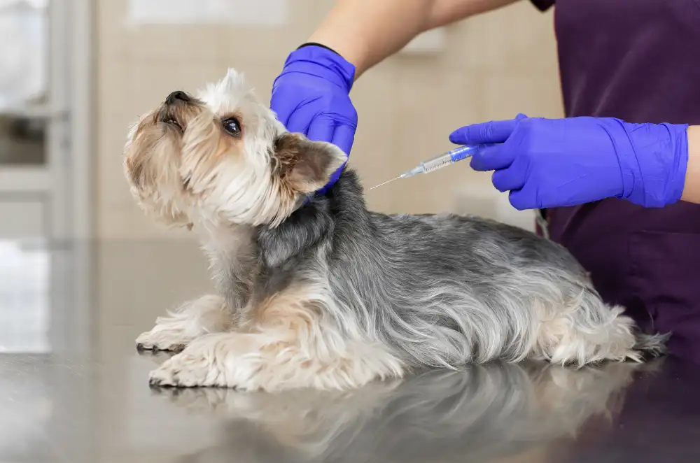 Veterinary Injections Banner